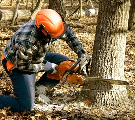 Tree Removal in Fairfield, KY